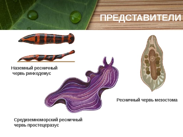 ПРЕДСТАВИТЕЛИ Наземный ресничный  червь ринходемус Ресничный червь мезостома Средиземноморский ресничный червь простецераэус 