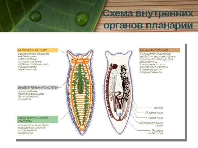Схема внутренних  органов планарии 