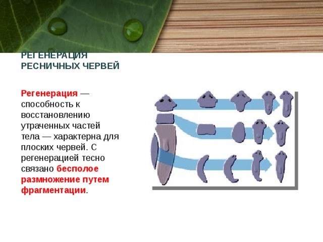 РЕГЕНЕРАЦИЯ РЕСНИЧНЫХ ЧЕРВЕЙ   Регенерация — способность к восстановлению утраченных частей тела — характерна для плоских червей. C регенерацией тесно связано бесполое размножение путем фрагментации . 