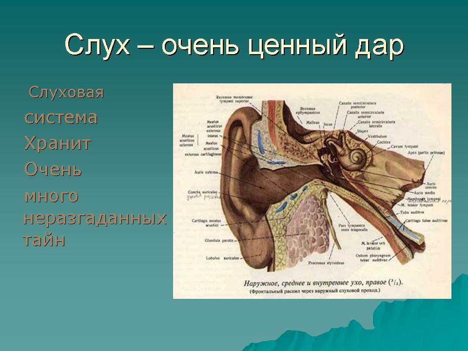 Слуховая сенсорная система. Строение слуховой системы. Строение слуховой системы человека. Строение слуховой сенсорной системы.