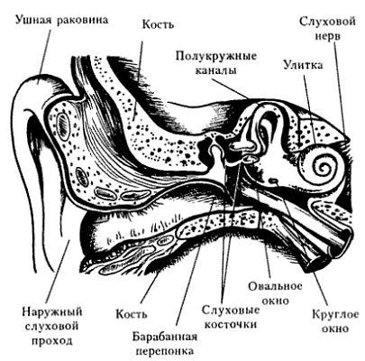 Строение уха чб рисунок