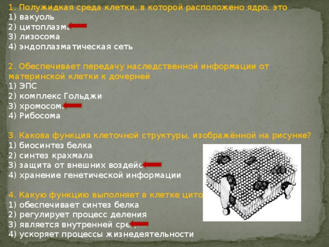 1. Полужидкая среда клетки, в которой расположено ядро, это 1) вакуоль 2) цитоплазма 3) лизосома 4) эндоплазматическая сеть 2. Обеспечивает передачу наследственной информации от материнской клетки к дочерней 1) ЭПС 2) комплекс Гольджи 3) хромосома 4) Рибосома 3. Какова функция клеточной структуры, изображённой на рисунке? 1) биосинтез белка 2) синтез крахмала 3) защита от внешних воздействий 4) хранение генетической информации 4. Какую функцию выполняет в клетке цитоплазма? 1) обеспечивает синтез белка 2) регулирует процесс деления 3) является внутренней средой 4) ускоряет процессы жизнедеятельности 