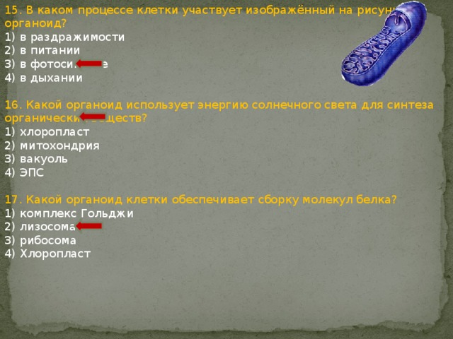 15. В каком процессе клетки участвует изображённый на рисунке органоид? 1) в раздражимости 2) в питании 3) в фотосинтезе 4) в дыхании 16. Какой органоид использует энергию солнечного света для синтеза органических веществ? 1) хлоропласт 2) митохондрия 3) вакуоль 4) ЭПС 17. Какой органоид клетки обеспечивает сборку молекул белка? 1) комплекс Гольджи 2) лизосома 3) рибосома 4) Хлоропласт 