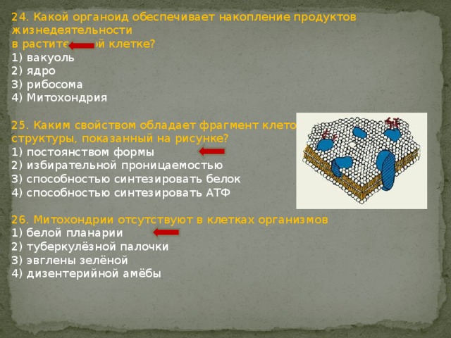 24. Какой органоид обеспечивает накопление продуктов жизнедеятельности в растительной клетке? 1) вакуоль 2) ядро 3) рибосома 4) Митохондрия 25. Каким свойством обладает фрагмент клеточной структуры, показанный на рисунке? 1) постоянством формы 2) избирательной проницаемостью 3) способностью синтезировать белок 4) способностью синтезировать АТФ 26. Митохондрии отсутствуют в клетках организмов 1) белой планарии 2) туберкулёзной палочки 3) эвглены зелёной 4) дизентерийной амёбы 