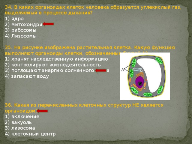 На рисунке изображена растительная клетка какую функцию выполняет органоиды клетки под буквой а