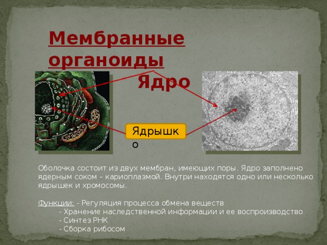 Мембранные органоиды Ядро Ядрышко Оболочка состоит из двух мембран, имеющих поры. Ядро заполнено ядерным соком – кариоплазмой. Внутри находятся одно или несколько ядрышек и хромосомы. Функции: - Регуляция процесса обмена веществ   - Хранение наследственной информации и ее воспроизводство   - Синтез РНК   - Сборка рибосом 