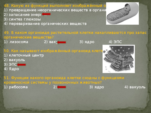 Какие органоиды обозначены цифрами