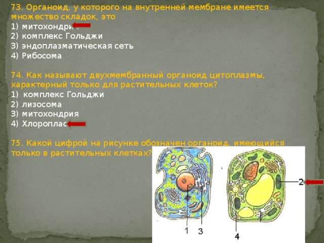 73. Органоид, у которого на внутренней мембране имеется множество складок, это 1) митохондрия 2) комплекс Гольджи 3) эндоплазматическая сеть 4) Рибосома 74. Как называют двухмембранный органоид цитоплазмы, характерный только для растительных клеток? комплекс Гольджи 2) лизосома 3) митохондрия 4) Хлоропласт 75. Какой цифрой на рисунке обозначен органоид, имеющийся только в растительных клетках? 