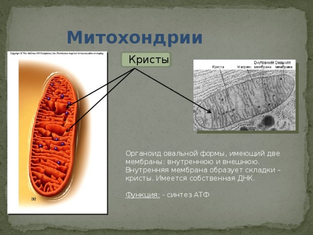 Митохондрии Кристы Органоид овальной формы, имеющий две мембраны: внутреннюю и внешнюю. Внутренняя мембрана образует складки – кристы. Имеется собственная ДНК. Функция: - синтез АТФ 