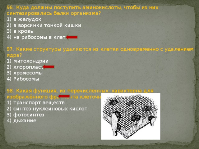 96. Куда должны поступить аминокислоты, чтобы из них синтезировались белки организма? 1) в желудок 2) в ворсинки тонкой кишки 3) в кровь 4) на рибосомы в клетках 97. Какие структуры удаляются из клетки одновременно с удалением ядра? 1) митохондрии 2) хлоропласты 3) хромосомы 4) Рибосомы 98. Какая функция, из перечисленных, характерна для изображённого фрагмента клеточной структуры? 1) транспорт веществ 2) синтез нуклеиновых кислот 3) фотосинтез 4) дыхание 