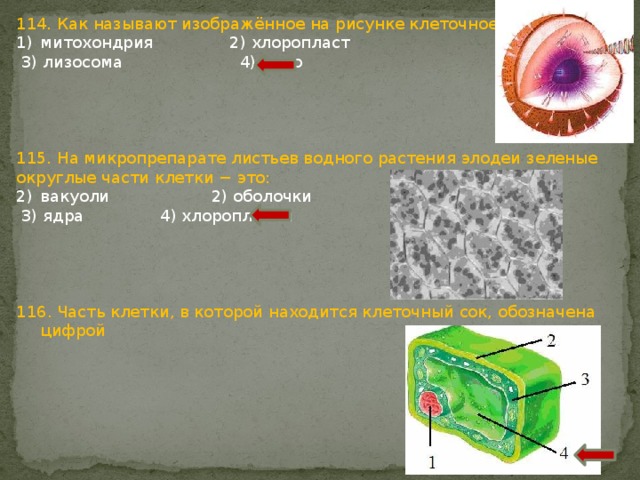 Какой органоид обозначен на рисунке 1