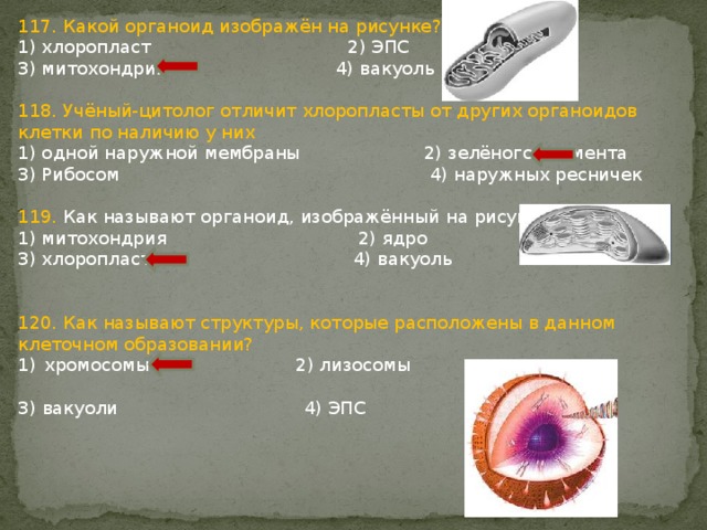 В каком процессе клетки участвует изображенный на рисунке органоид 1 в раздражимости 2 в питании