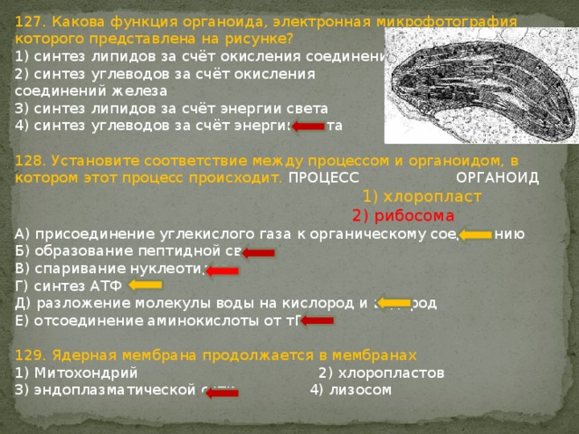 Функциями органоида обозначенного на рисунке цифрой 2 является синтез и транспорт органических