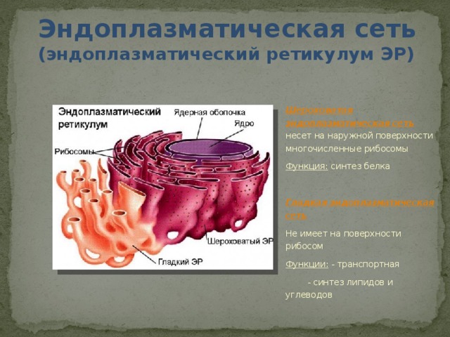 Шероховатая сеть функции. Органоидов клетки гладкая эндоплазматическая сеть. Эндоплазматическая сеть строение и функции рисунок. Органоиды эндоплазматическая сеть биология.