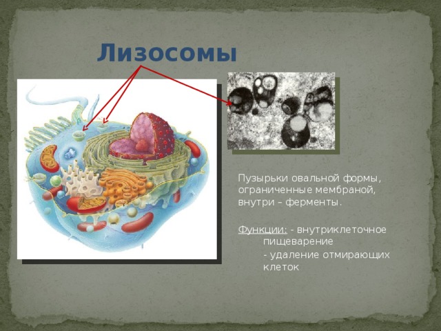 Лизосомы Пузырьки овальной формы, ограниченные мембраной, внутри – ферменты. Функции: - внутриклеточное    пищеварение   - удаление отмирающих  клеток 