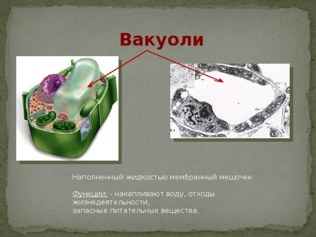 Вакуоли Наполненный жидкостью мембранный мешочек Функции: - накапливают воду, отходы жизнедеятельности, запасные питательные вещества. 