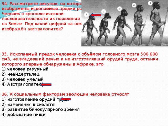 Какие особенности предков человека привели к бинокулярному. Ископаемые предки человека. Ископаемый предок человека. Последовательность появления человека на земле. Последовательность предков человека.