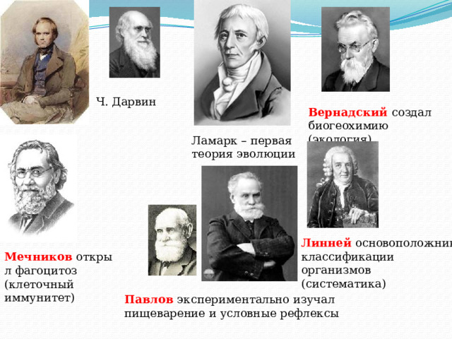 Ч. Дарвин Вернадский   создал биогеохимию (экология) Ламарк – первая теория эволюции Линней   основоположник классификации организмов (систематика) Мечников   открыл фагоцитоз (клеточный иммунитет) Павлов   экспериментально изучал пищеварение и условные рефлексы 