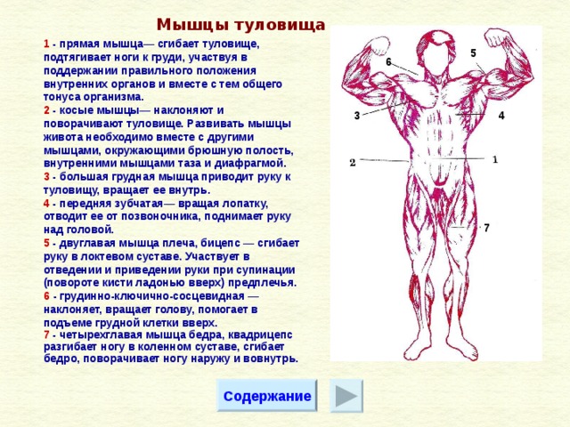 Какой цифрой на рисунке обозначены мышцы сгибающие и вращающие туловище вокруг продольной