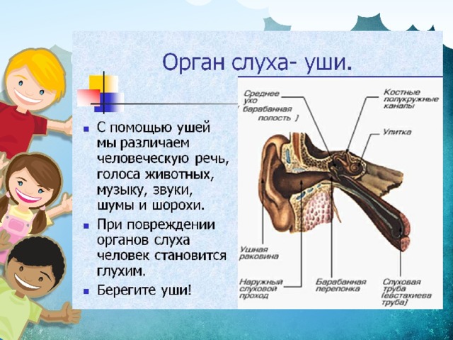 Конспект с презентацией урока органы чувств 3 класс с презентацией