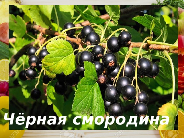 Угадай продукт с витамином С Что за кустарник ароматный? Ягод вкус его приятный - Висят, как черный виноград, И каждый пробовать их рад! Давно у вас в саду растет, Свой дом не бросит, не уйдет, Теперь его там родина. Как куст зовут? Чёрная смородина 