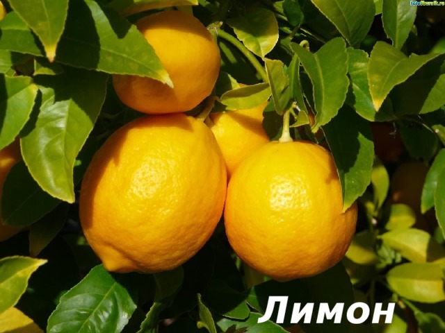 Угадай продукт  с витамином С  Желтый цитрусовый плод В странах солнечных растет. А на вкус кислейший он. Как зовут его? Лимон 