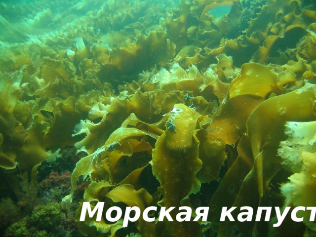 Продукты, содержащие витамин К Посмотрите! Под водой Вырос целый сад. Он накормит нас с тобой, Попадет в салат. Морская капуста 