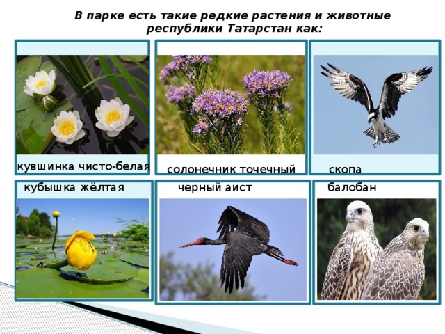 В парке есть такие редкие растения и животные республики Татарстан как: кувшинка чисто-белая скопа солонечник точечный кубышка жёлтая черный аист балобан 