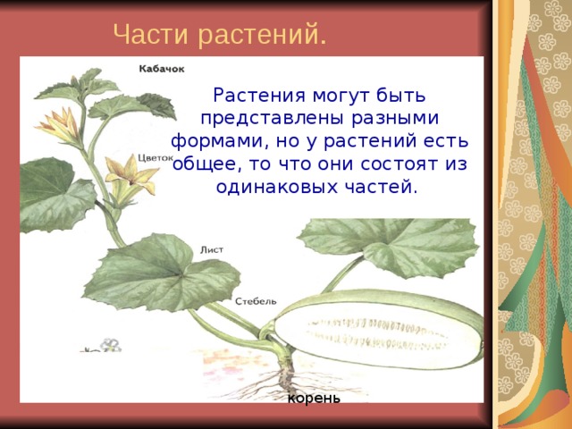 Окружающий мир 1 класс что общего у разных растений презентация