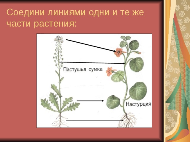 Окружающий мир 1 класс что общего у разных растений презентация