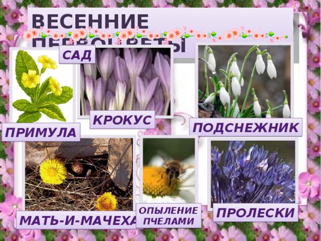 Название первых весенних цветов с картинками