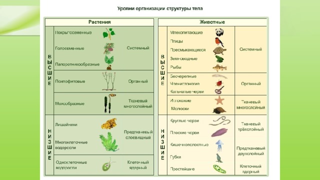 Отметь изображение на котором виден данный уровень организации система органов