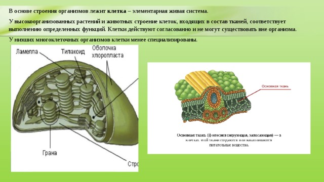 Единый план строения органов