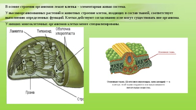 В основе строения организмов лежит клетка – элементарная живая система. У высокоорганизованных растений и животных строение клеток, входящих в состав тканей, соответствует выполнению определенных функций. Клетки действуют согласованно и не могут существовать вне организма. У низших многоклеточных организмов клетки менее специализированы. 