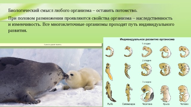 Биологический смысл любого организма – оставить потомство. При половом размножении проявляются свойства организма – наследственность и изменчивость. Все многоклеточные организмы проходят путь индивидуального развития. 