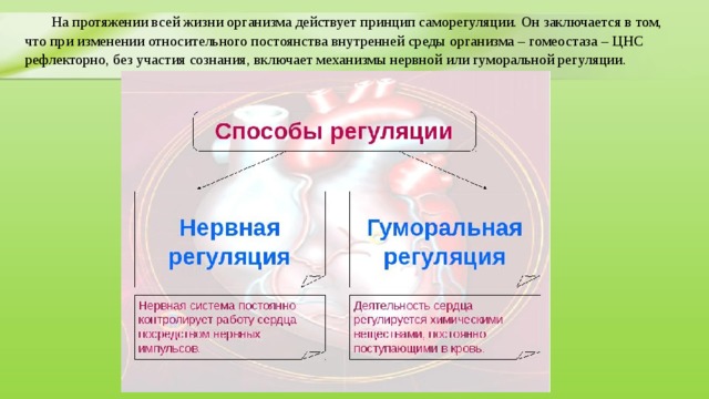  На протяжении всей жизни организма действует принцип саморегуляции. Он заключается в том, что при изменении относительного постоянства внутренней среды организма – гомеостаза – ЦНС рефлекторно, без участия сознания, включает механизмы нервной или гуморальной регуляции. 