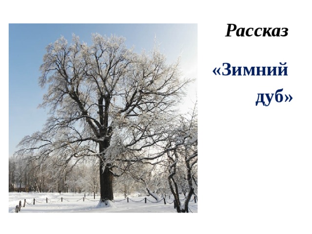 Зимний дуб картинки к рассказу