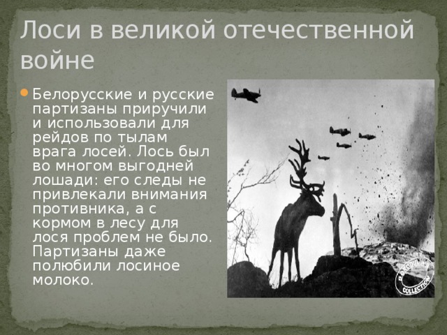 Ростокино лось расписание