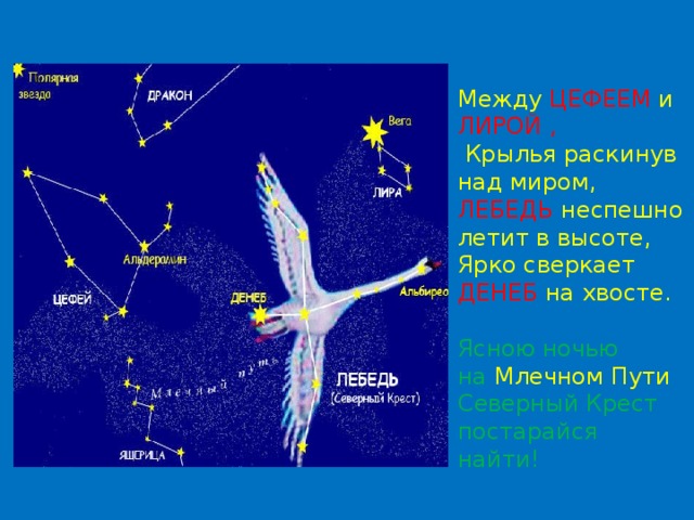 Между ЦЕФЕЕМ и ЛИРОЙ ,  Крылья раскинув над миром, ЛЕБЕДЬ неспешно летит в высоте, Ярко сверкает ДЕНЕБ на хвосте. Ясною ночью на Млечном Пути Северный Крест постарайся найти! 