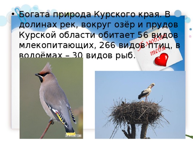 Богата природа Курского края. В долинах рек, вокруг озёр и прудов Курской области обитает 56 видов млекопитающих, 266 видов птиц, в водоёмах – 30 видов рыб. 