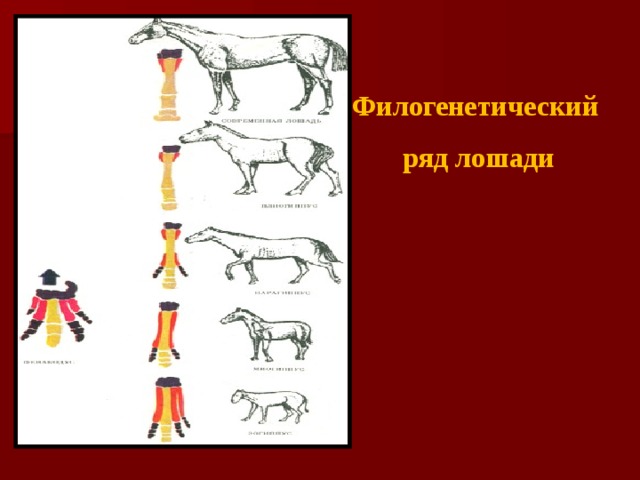 Доказательства филогенетические ряды