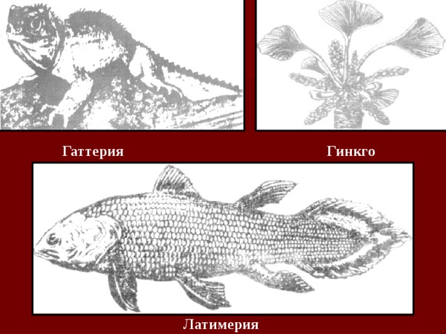 Гаттерия Гинкго Латимерия 