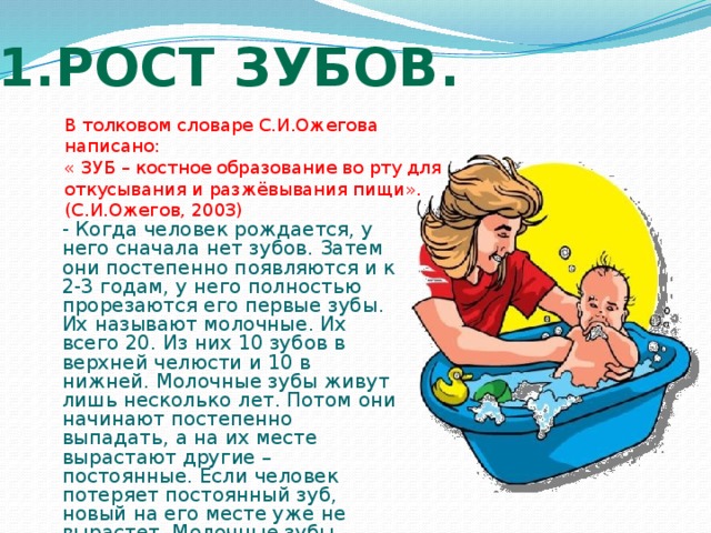 1.Рост зубов. В толковом словаре С.И.Ожегова написано: « ЗУБ – костное образование во рту для откусывания и разжёвывания пищи». (С.И.Ожегов, 2003) - Когда человек рождается, у него сначала нет зубов. Затем они постепенно появляются и к 2-3 годам, у него полностью прорезаются его первые зубы. Их называют молочные. Их всего 20. Из них 10 зубов в верхней челюсти и 10 в нижней. Молочные зубы живут лишь несколько лет. Потом они начинают постепенно выпадать, а на их месте вырастают другие – постоянные. Если человек потеряет постоянный зуб, новый на его месте уже не вырастет. Молочные зубы выпадают в разном возрасте. 