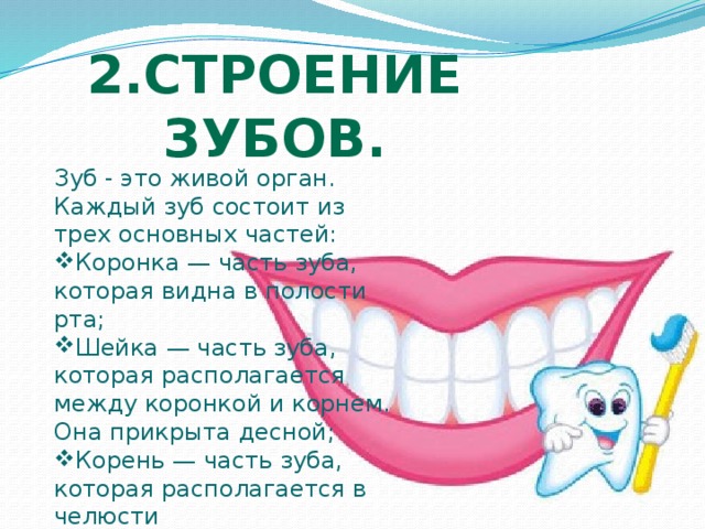 2.Строение Зубов. Зуб - это живой орган. Каждый зуб состоит из трех основных частей: Коронка — часть зуба, которая видна в полости рта; Шейка — часть зуба, которая располагается между коронкой и корнем. Она прикрыта десной; Корень — часть зуба, которая располагается в челюсти 