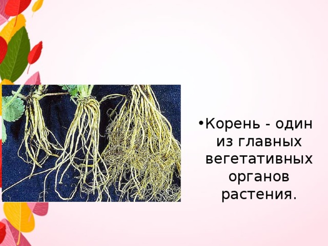 Корень - один из главных вегетативных органов растения. Корень - один из главных вегетативных органов растения.