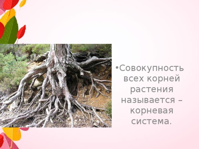 Совокупность всех корней растения называется – корневая система.