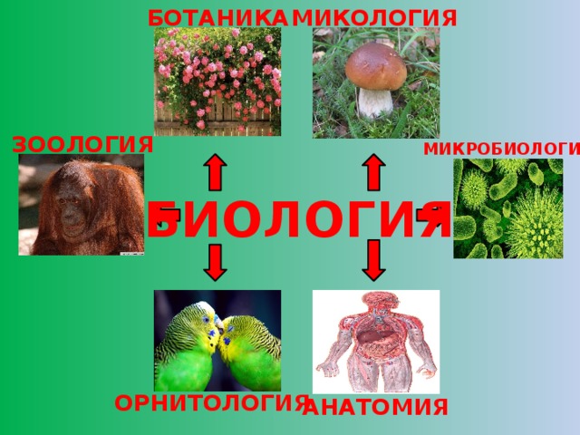 Ботаника зоология. Биология ботаника Зоология. Ботаника Зоология микология микробиология. Биология Зоология ботаника анатомия. Ботаника Зоология анатомия микология.