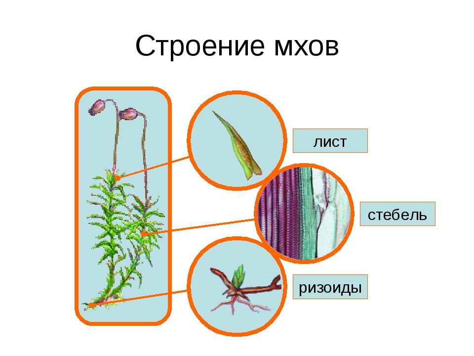 Подпишите что обозначено на рисунке цифрами мхи 5 класс