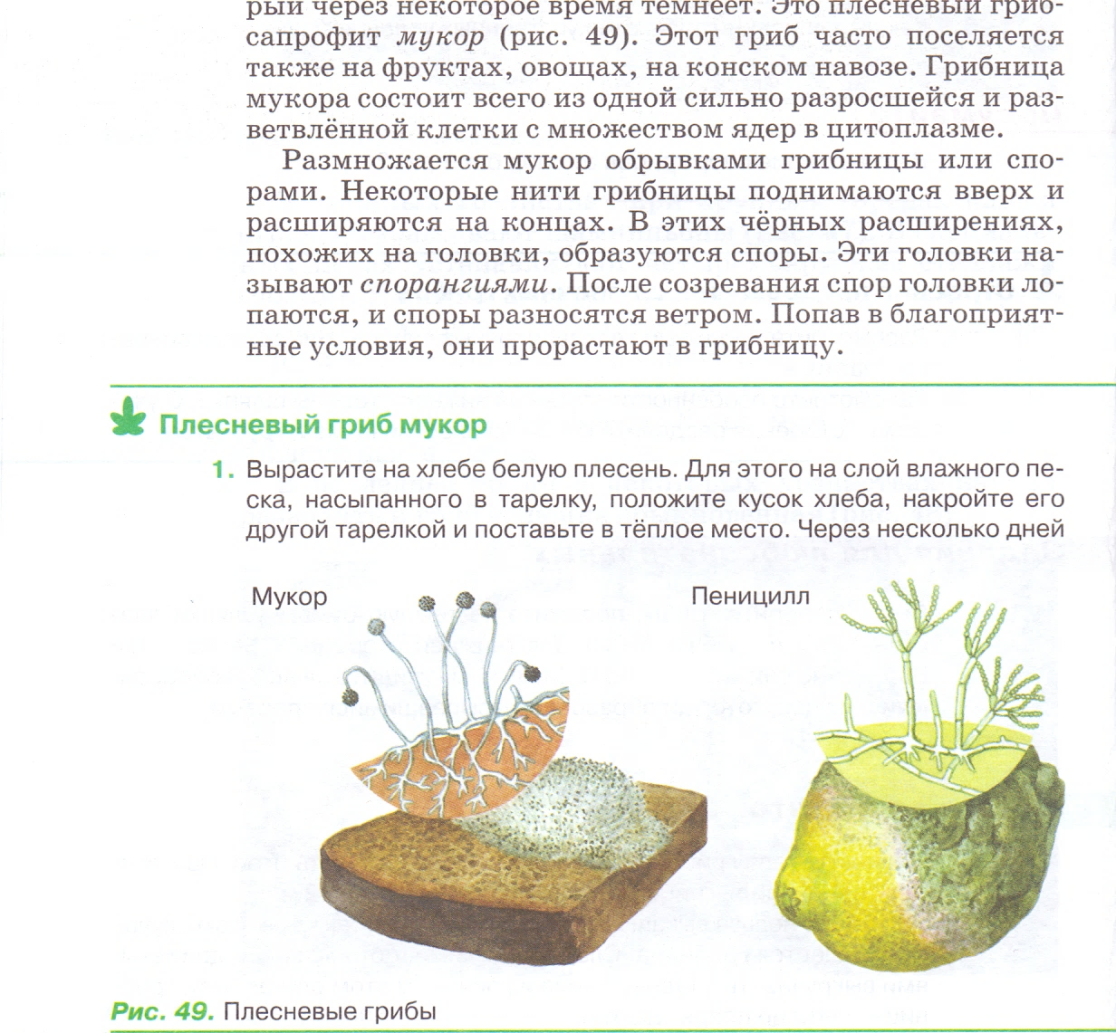 Лабораторная работа грибы. Вырастить плесневый гриб мукор. Лабораторная работа по биологии 5 класс по плесени мукор. Биология 5 класс выращивание гриба мукора. Вырастить гриб мукор.
