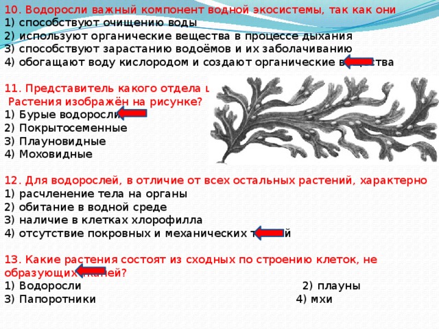 Тест водоросли 6 класс биология. Водоросли важный компонент водной экосистемы так как они. Водоросли ОГЭ. Водоросли ОГЭ биология теория. Водоросли ЕГЭ задания.